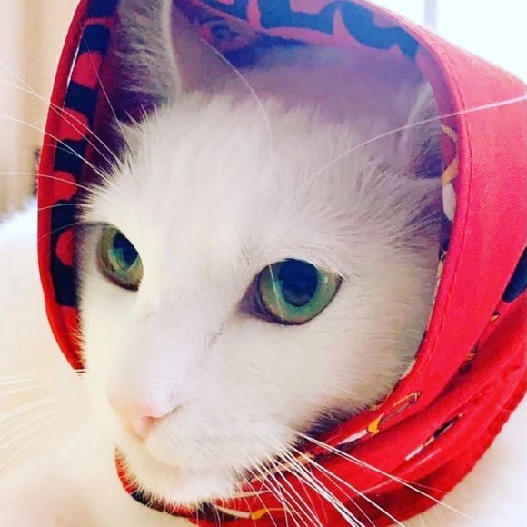 Meet your Posher, Mimi - Picture 1 of 1